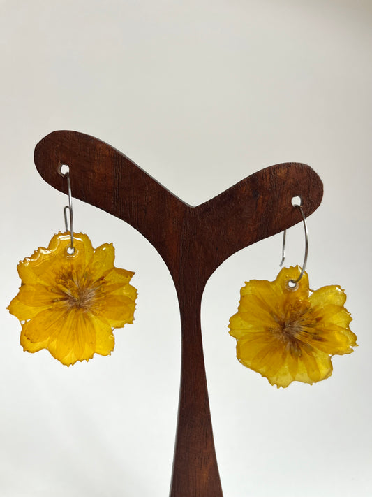 Cosmos amarillo, pendientes