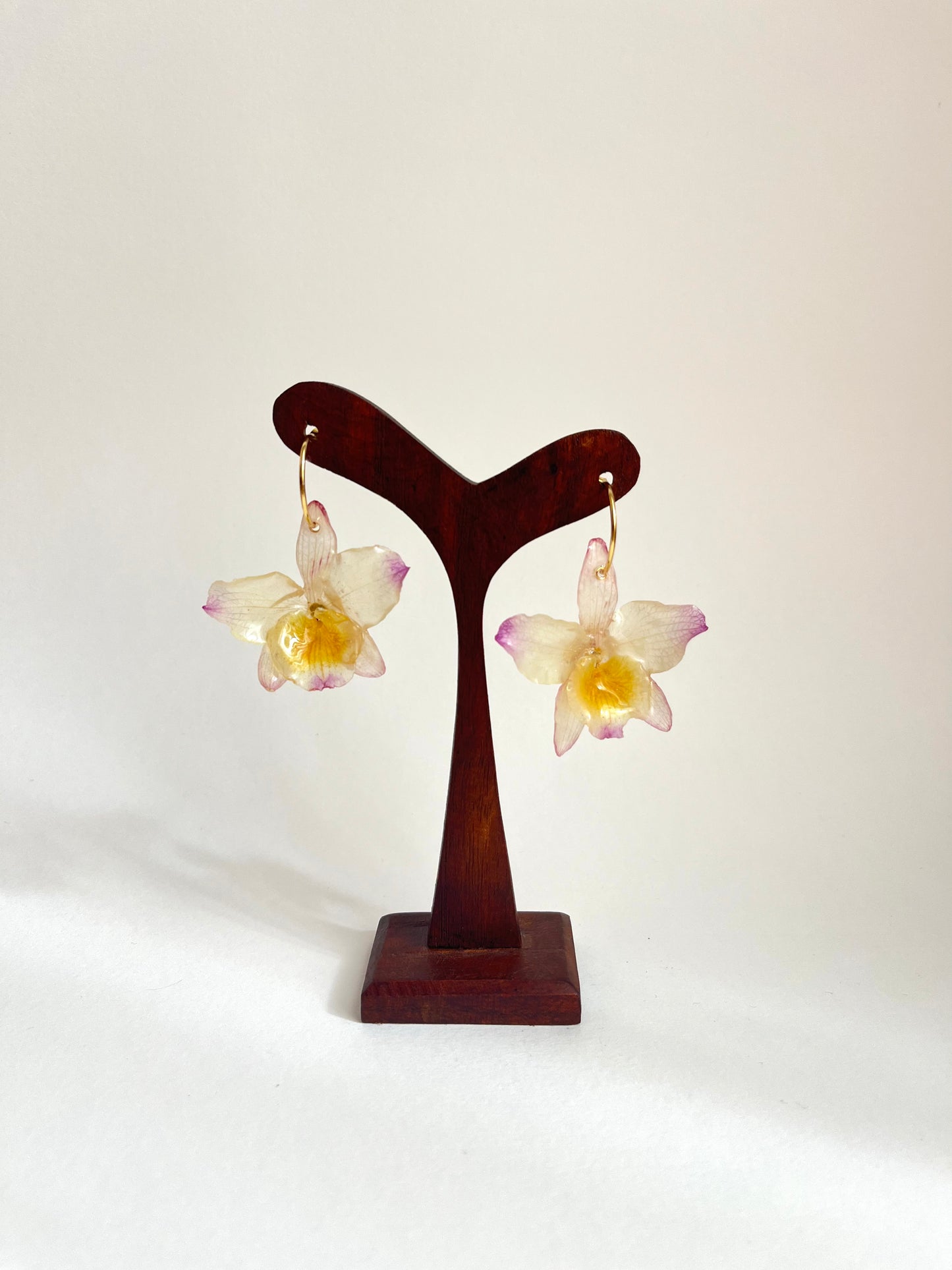 Orquídea dendrobium, pendientes.