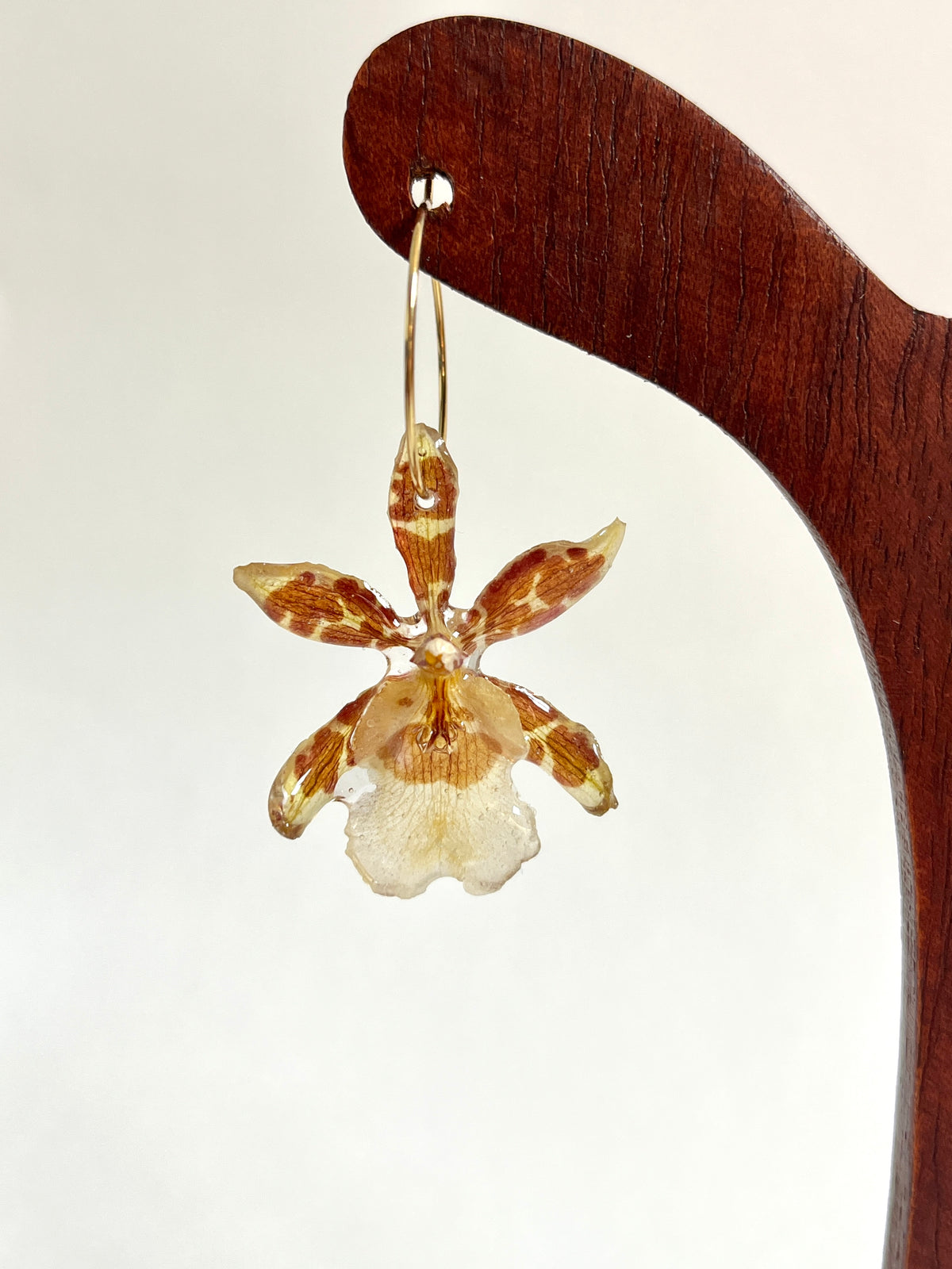 Orquídea exótica, pendientes aro