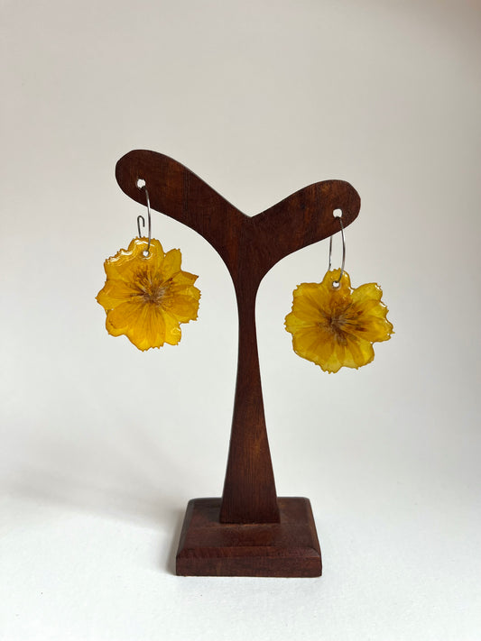 Cosmos amarillo, pendientes