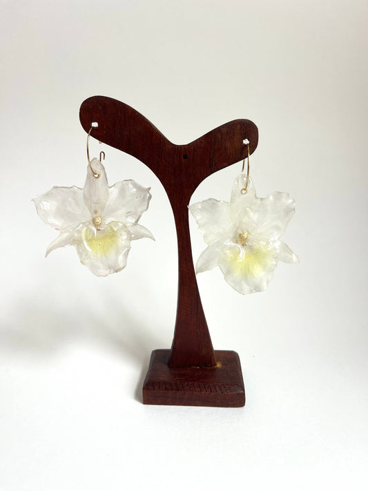Orquídea dendrobium, pendientes