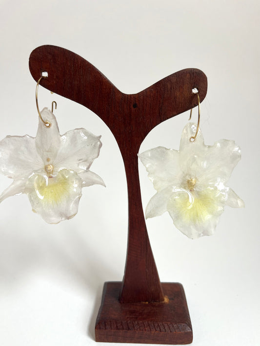Orquídea dendrobium, pendientes
