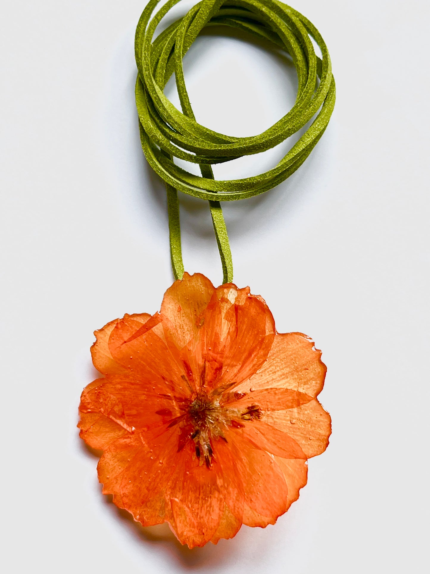 Cosmos naranja collar.