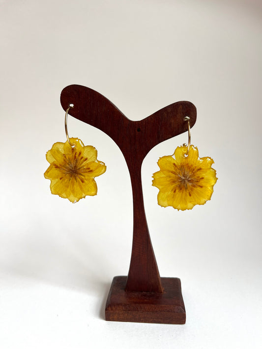 Cosmos amarillo, pendientes