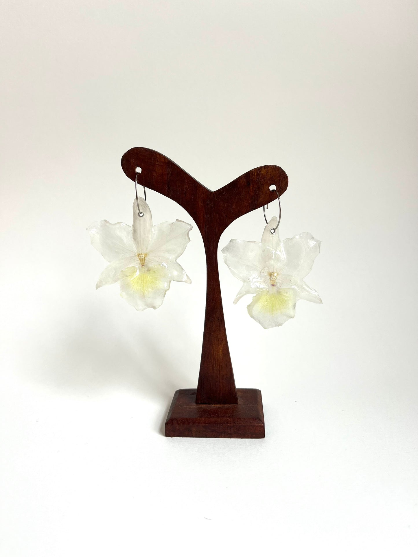 orquídea dendrobium, pendientes