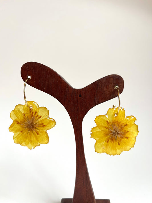 Cosmos amarillo, pendientes