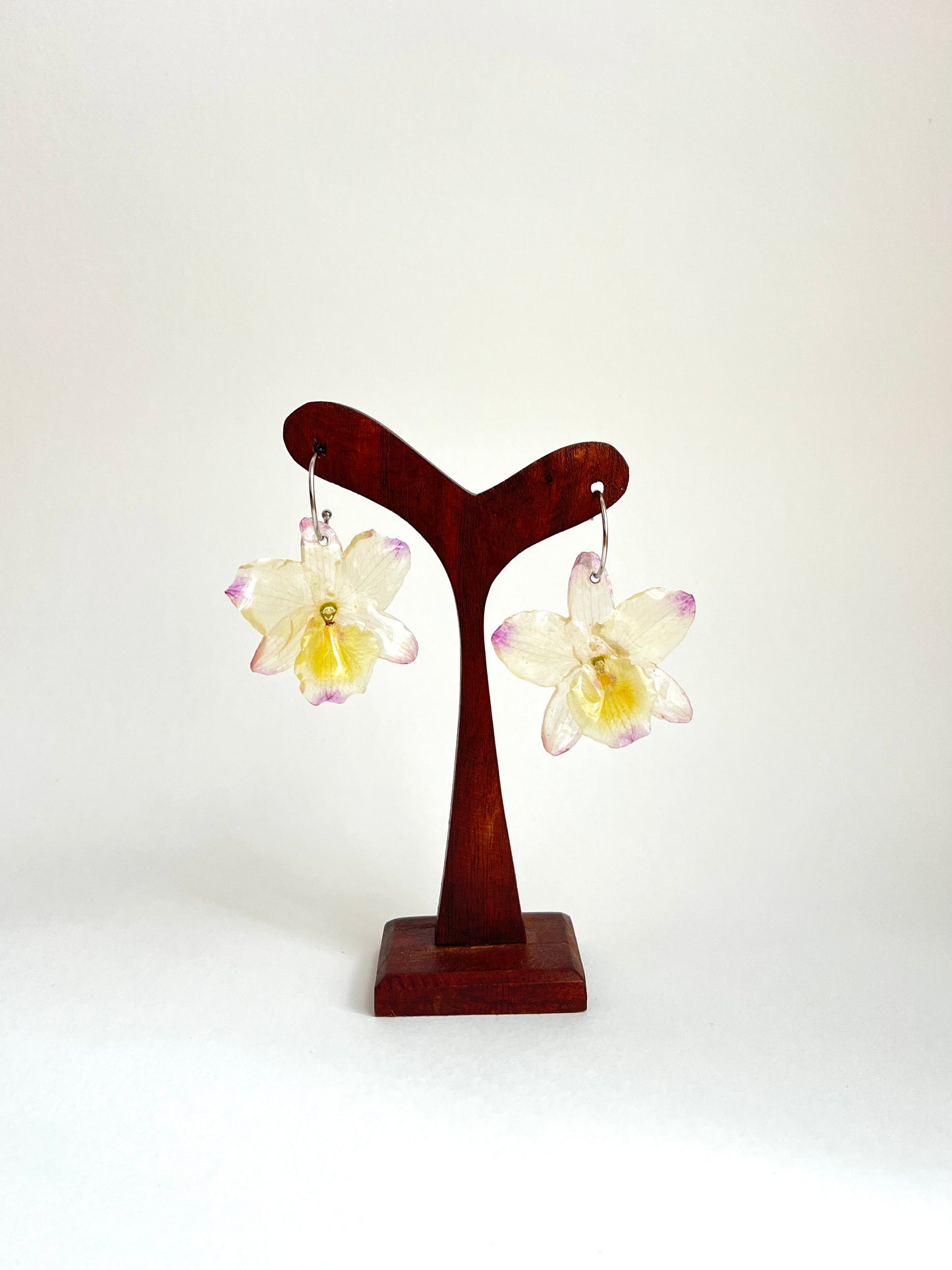 Orquídea dendrobium, pendientes.