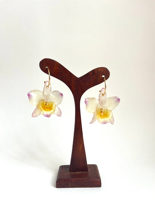 Orquídea dendrobium, pendientes